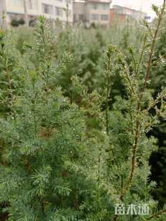 高度50厘米川柏