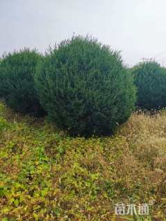 高度180厘米柏树球