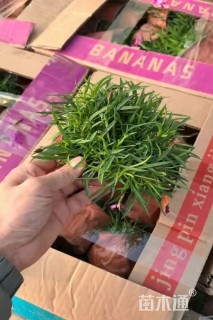 高度20厘米欧石竹