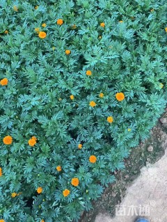 高度50厘米孔雀草