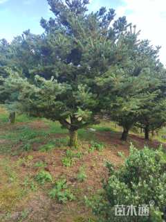 10公分日本五针松