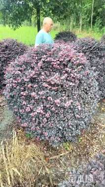 冠幅150厘米红花继木球