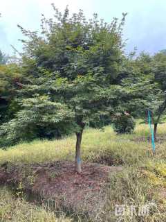 30公分鸡爪槭
