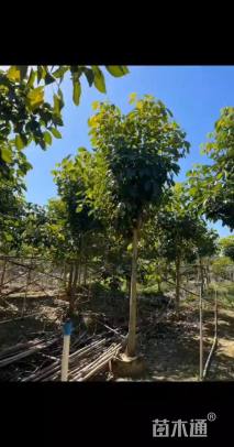 10公分红花风铃木