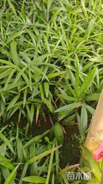 裸干高5厘米棕竹