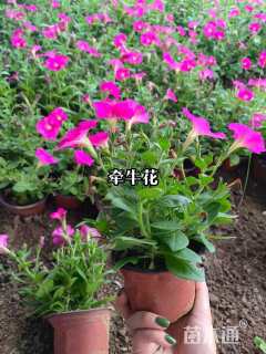 高度30厘米牵牛花