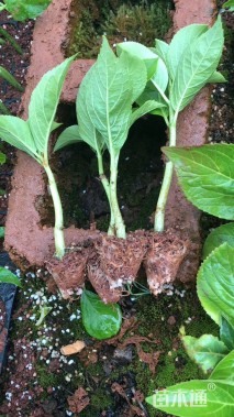 高度10厘米绣球