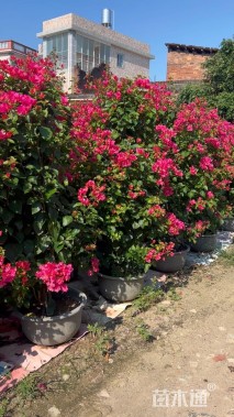 高度150厘米红花三角梅