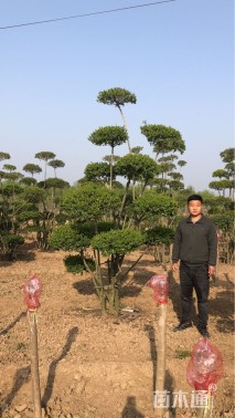 8公分造型小叶女贞