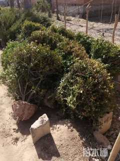 冠幅130厘米瓜子黄杨球