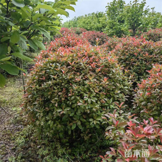 冠幅150厘米红叶石楠球