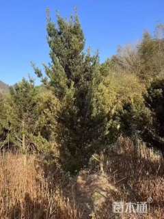 5公分小叶罗汉松