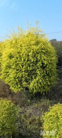 冠幅50厘米千层金球