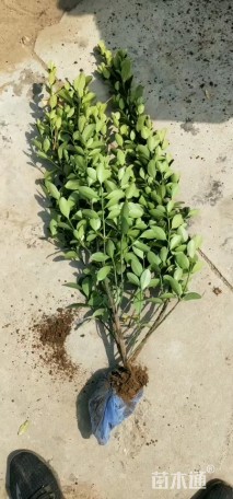 高度50厘米大叶黄杨