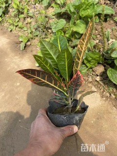 高度20厘米海南洒金榕