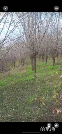 20公分对节白蜡