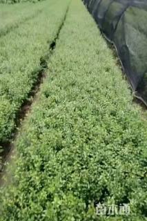 高度30厘米小丑火棘