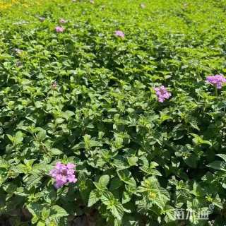 高度20厘米蟛蜞菊