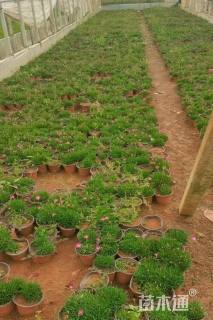 高度5厘米欧石竹