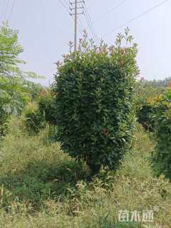 原生苗红叶石楠柱