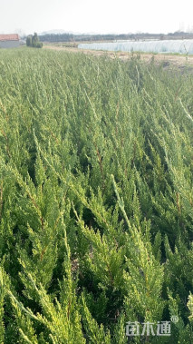 高度60厘米小龙柏