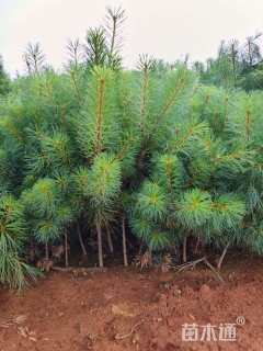 高度50厘米华山松