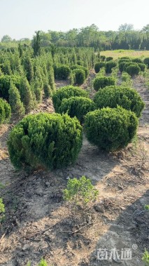 冠幅50厘米龙柏球