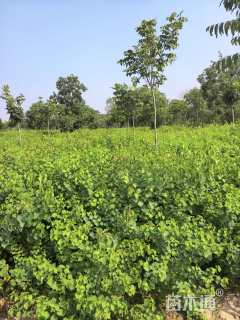高度80厘米乌桕小苗