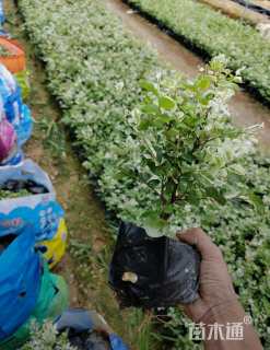 高度16厘米雪花木