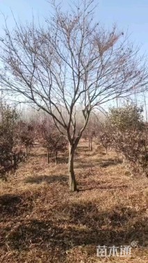 15公分中国红枫