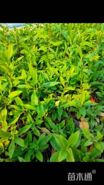 高度20厘米醉鱼草