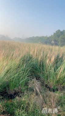 高度100厘米矮蒲苇