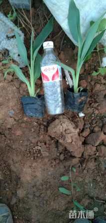 高度20厘米水生美人蕉