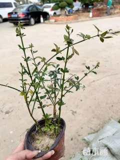 高度30厘米迎春花