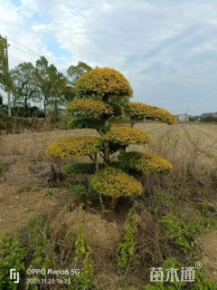10公分造型金冠女贞