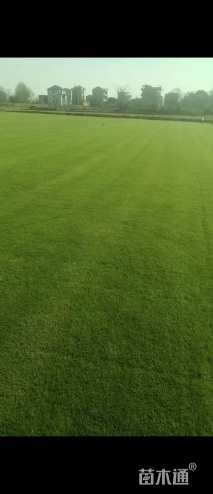 草卷状百慕大草