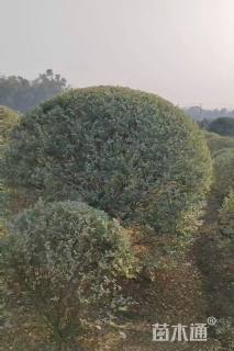 高度200厘米银姬小蜡