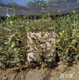 高度40厘米木绣球