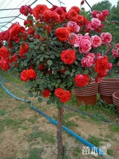 10公分独杆月季