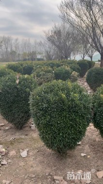 高度80厘米雀舌黄杨