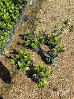 高度15厘米栀子花