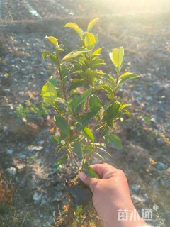 高度20厘米茶叶苗