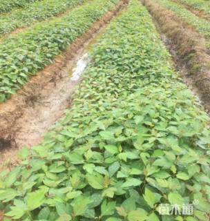 30公分檫树