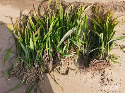 高度15厘米吉祥草