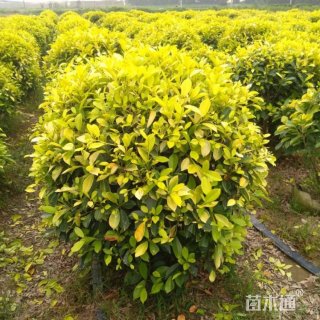 冠幅120厘米黄金榕球