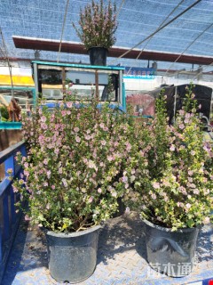 高度60厘米木槿