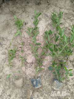 高度40厘米小叶栀子