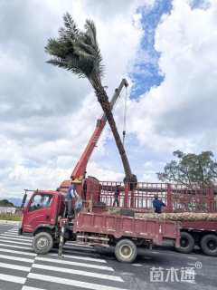 裸干高600厘米中东海枣