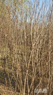 高度200厘米花石榴