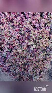 高度10厘米红景天